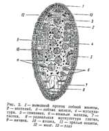 Image of Piscinquilinidae