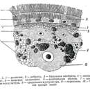 Image of Piscinquilinus subcutaneus (Syromiatnikova 1949)