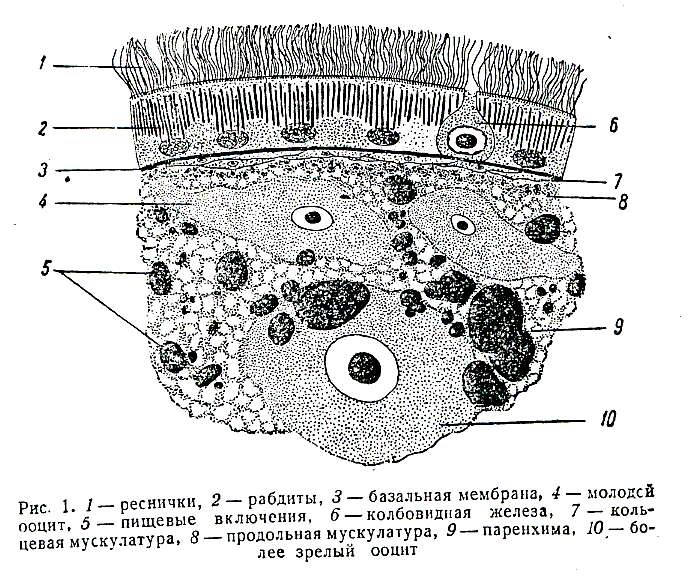 Image of Piscinquilinus subcutaneus (Syromiatnikova 1949)