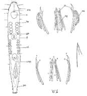 Image of Postbursoplana macromystax Lanfranchi 1969