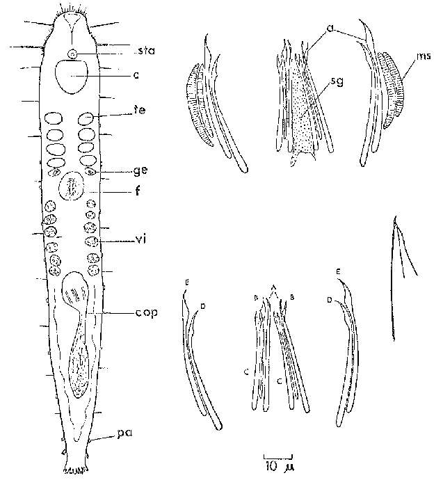 Image of Postbursoplana macromystax Lanfranchi 1969