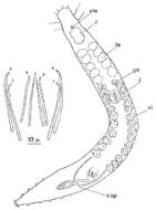 Image of Postbursoplana tyrrhenica Lanfranchi 1969