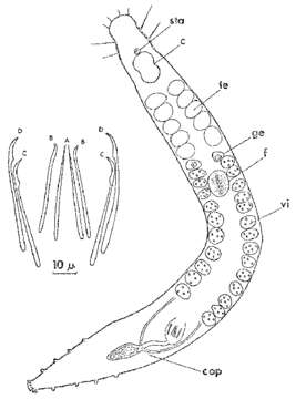 Image of Postbursoplana tyrrhenica Lanfranchi 1969