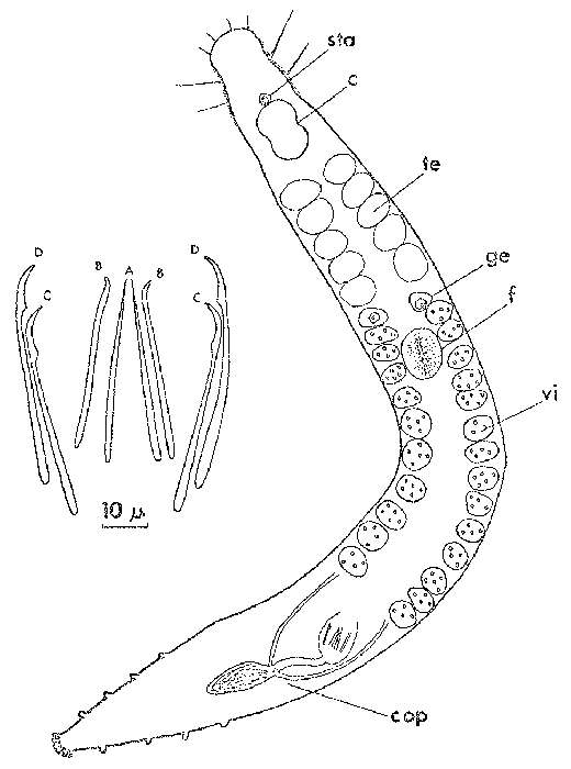 Image of Postbursoplana tyrrhenica Lanfranchi 1969