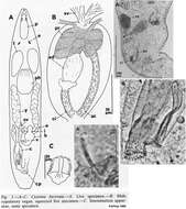 Image of Cicerina bicirrata Karling 1989