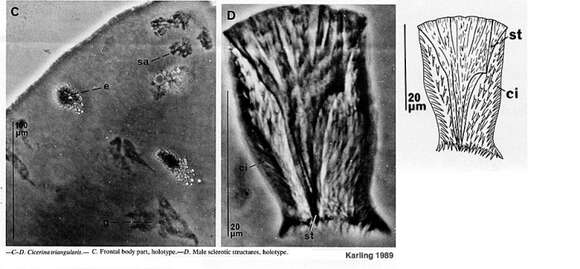 Image of Cicerina triangularis Karling 1989