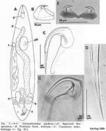 Image de Uncinorhynchus pacificus Karling 1989