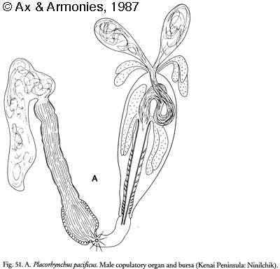 Image of Placorhynchus