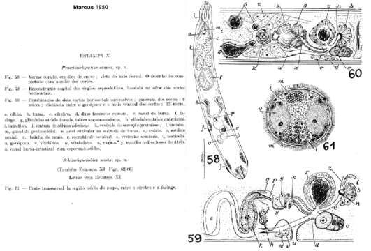 Image of Proschizorhynchella atopa (Marcus 1950) Karling 1989