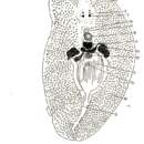 Image of Acerotisa alba Freeman 1933