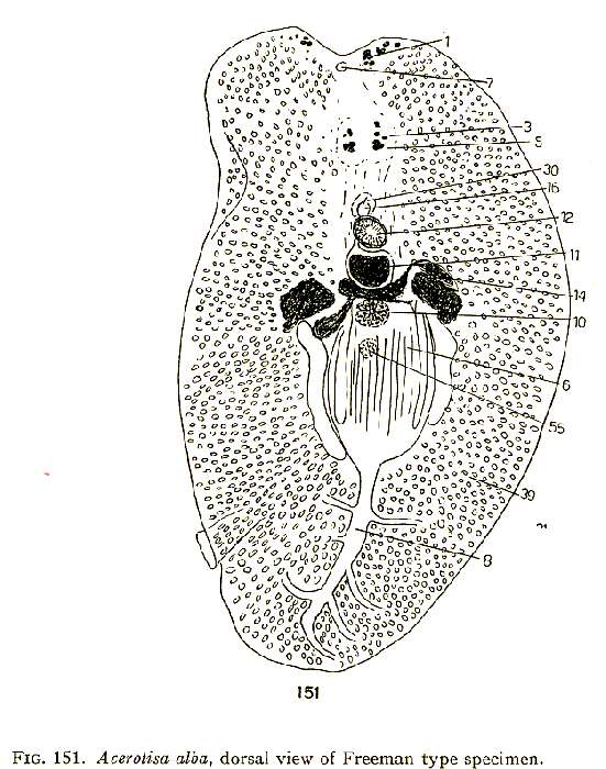 Image of Euryleptoidea