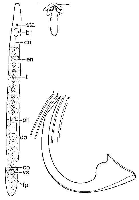 Image of Archimonocelis hasanuddin Martens & Curini-Galletti 1989