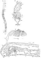 Image of Archimonocelis staresoi Martens & Curini-Galletti 1993