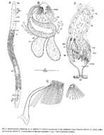 Image of Archimonocelis staresoi Martens & Curini-Galletti 1993