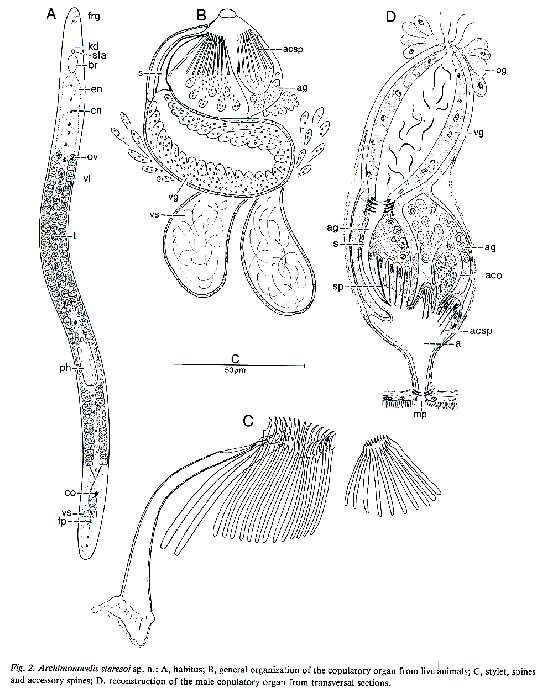 Image of Archimonocelis staresoi Martens & Curini-Galletti 1993
