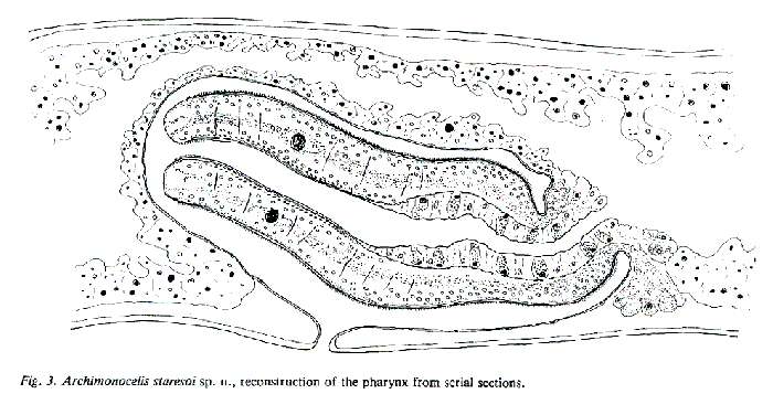 Image of Archimonocelis staresoi Martens & Curini-Galletti 1993