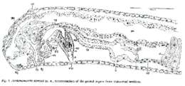 Image of Archimonocelis staresoi Martens & Curini-Galletti 1993