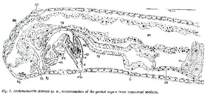 Image of Archimonocelis staresoi Martens & Curini-Galletti 1993