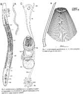 Image of Archimonocelis carmelitana Martens & Curini-Galletti 1993