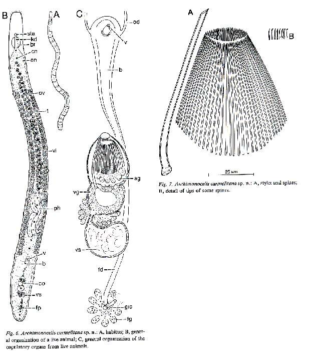 Image of Archimonocelis carmelitana Martens & Curini-Galletti 1993