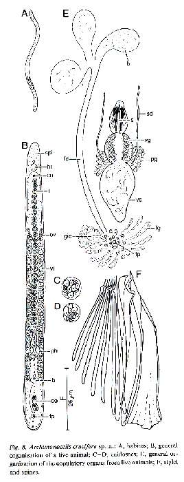 Image of Archimonocelis crucifera Martens & Curini-Galletti 1993