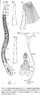 Image of Archimonocelis monicae Martens & Curini-Galletti 1993