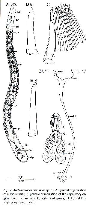 Image of Archimonocelis monicae Martens & Curini-Galletti 1993