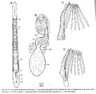 Image of Archimonocelis puertoricana Martens & Curini-galletti 1993