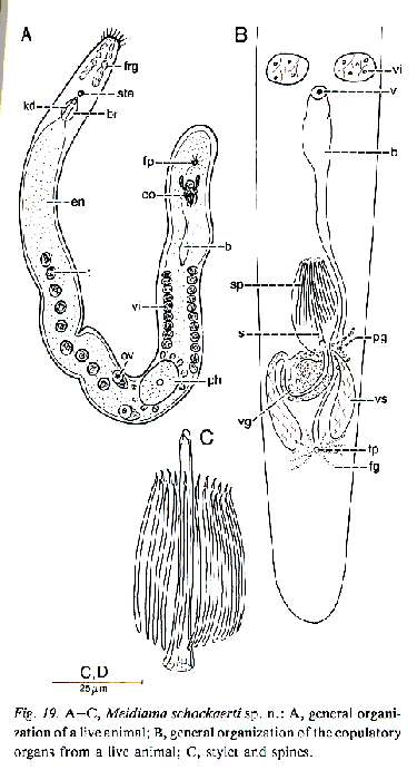 Image of Meidiama