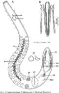 Image of Coelogynopora sequana Sopott-Ehlers 1992