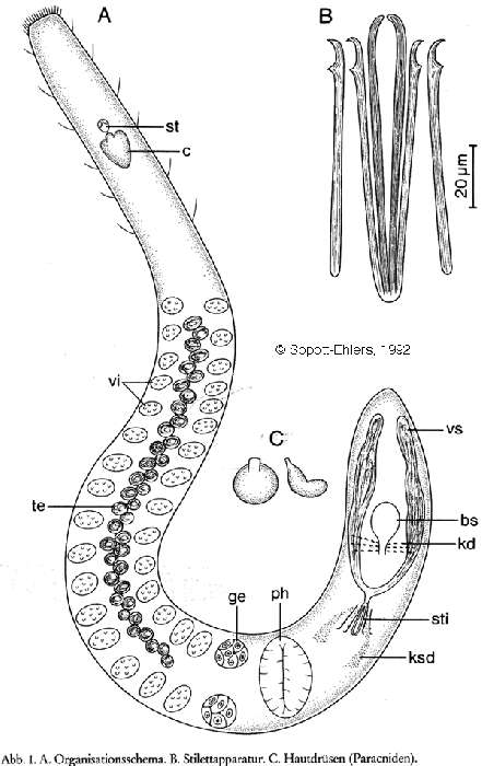 Image of Coelogynopora sequana Sopott-Ehlers 1992