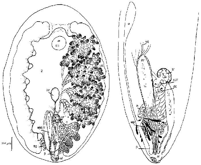 Image de Anoplodium heronensis Cannon 1990