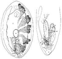 Image de Anoplodium leighi Cannon 1990