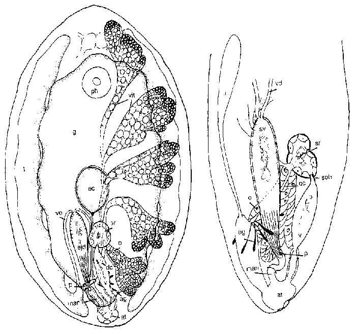 Image de Anoplodium leighi Cannon 1990