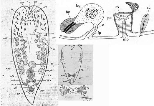 Image of Sagittifera