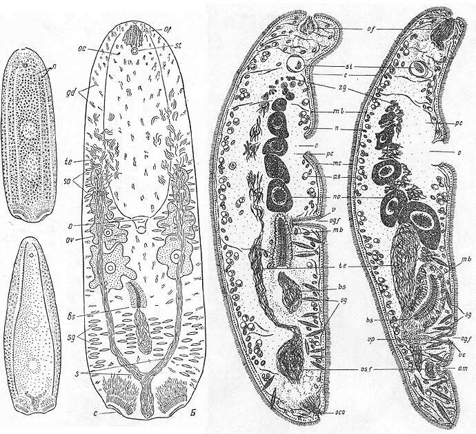 Image of Symsagittifera bifoveolata (Mamkaev 1971)