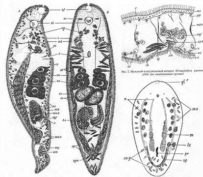 Image of Symsagittifera psammophila (Beklemischev 1957)