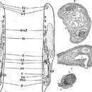 Image of Praesagittifera naikaiensis (Yamasu 1982)