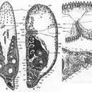 Image of Taurida fulvomaculata (Ax 1959)