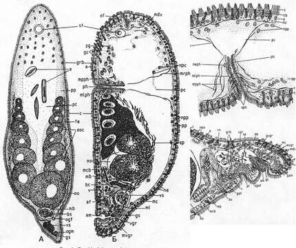 Image of Taurididae