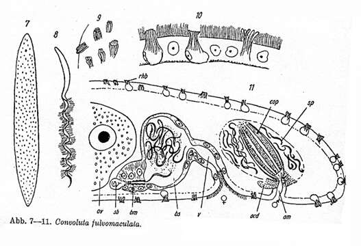 Image of Taurida fulvomaculata (Ax 1959)