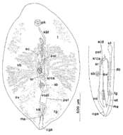 Image of Syndesmis albida Kozloff & Westervelt 1990