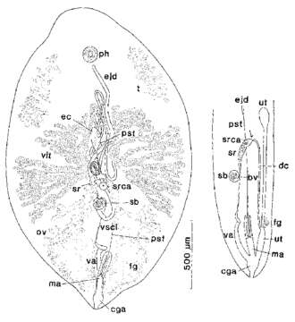 Image of Syndesmis albida Kozloff & Westervelt 1990