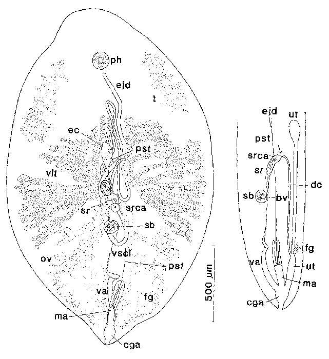 Image of Syndesmis albida Kozloff & Westervelt 1990