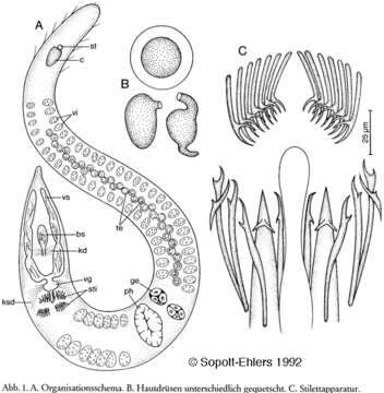 Coelogynopora faenofurca Sopott-Ehlers 1992的圖片