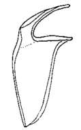 Image of Nematoplana erythraeensis Curini-Galletti & Martens 1992