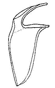Image of Nematoplana erythraeensis Curini-Galletti & Martens 1992