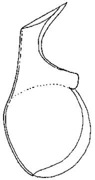 Image of Nematoplana caesarea Curini-Galletti & Martens 1992