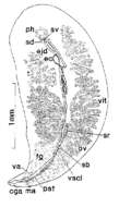 Image de Syndesmis neglecta Westervelt & Kozloff 1992