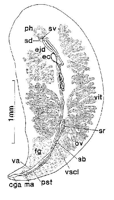 Image de Syndesmis neglecta Westervelt & Kozloff 1992